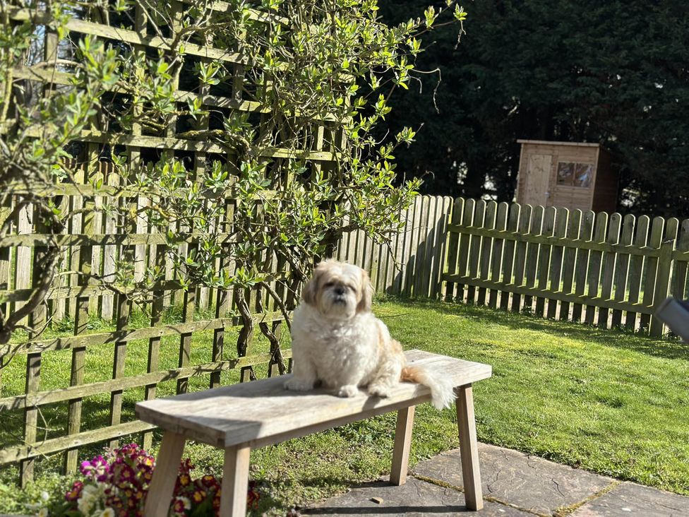 A dog sitting on a bench in the garden at Cottage Sleep 4 Pet Friendly Enclosed Garden in Rollesby, near Scratby