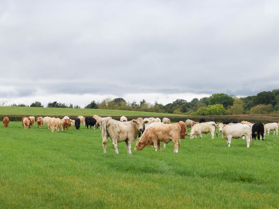 A field with cows grazing at 1bed Pet Friendly nr Bicester village near Bicester