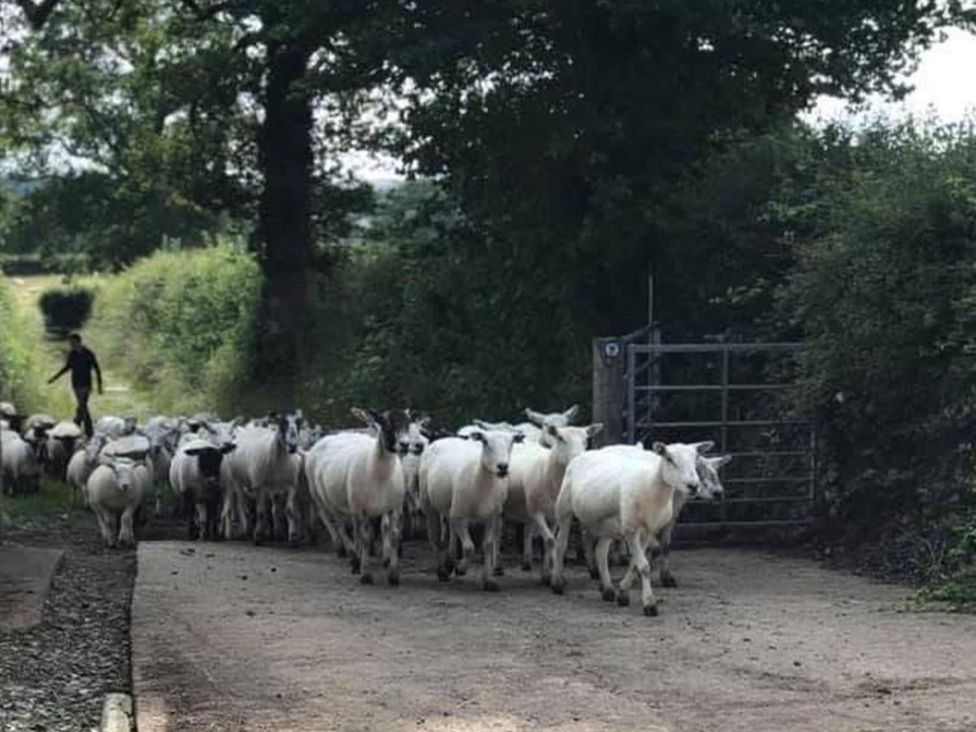 A herd of sheep on a path with a person at a gate