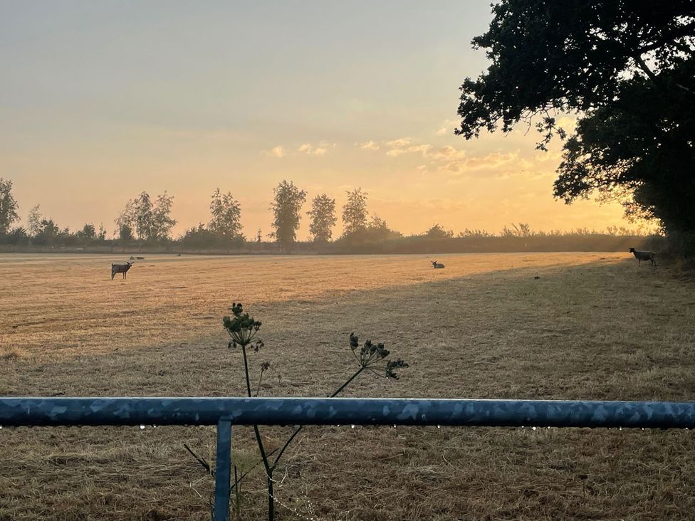 A field with deer and a rabbit at sunset