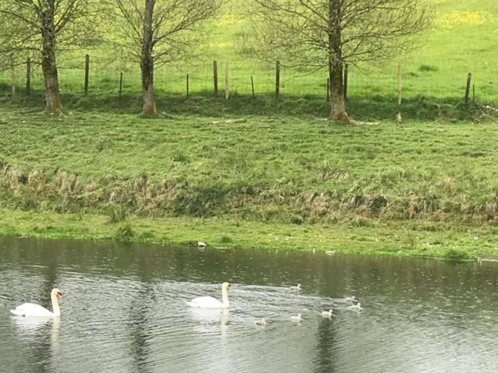 Swans and ducklings on a body of water near trees and grass at Luxury Duplex Sleeps 2 Hot Tub Balcony Parking Duncrievie near Milnathort
