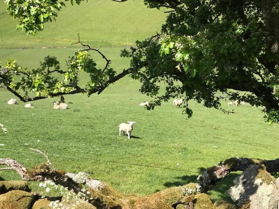 A field with sheep and a tree in Duncrievie near Milnathort