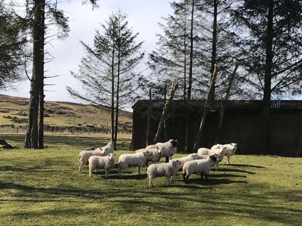 A group of sheep near a building and trees in a field