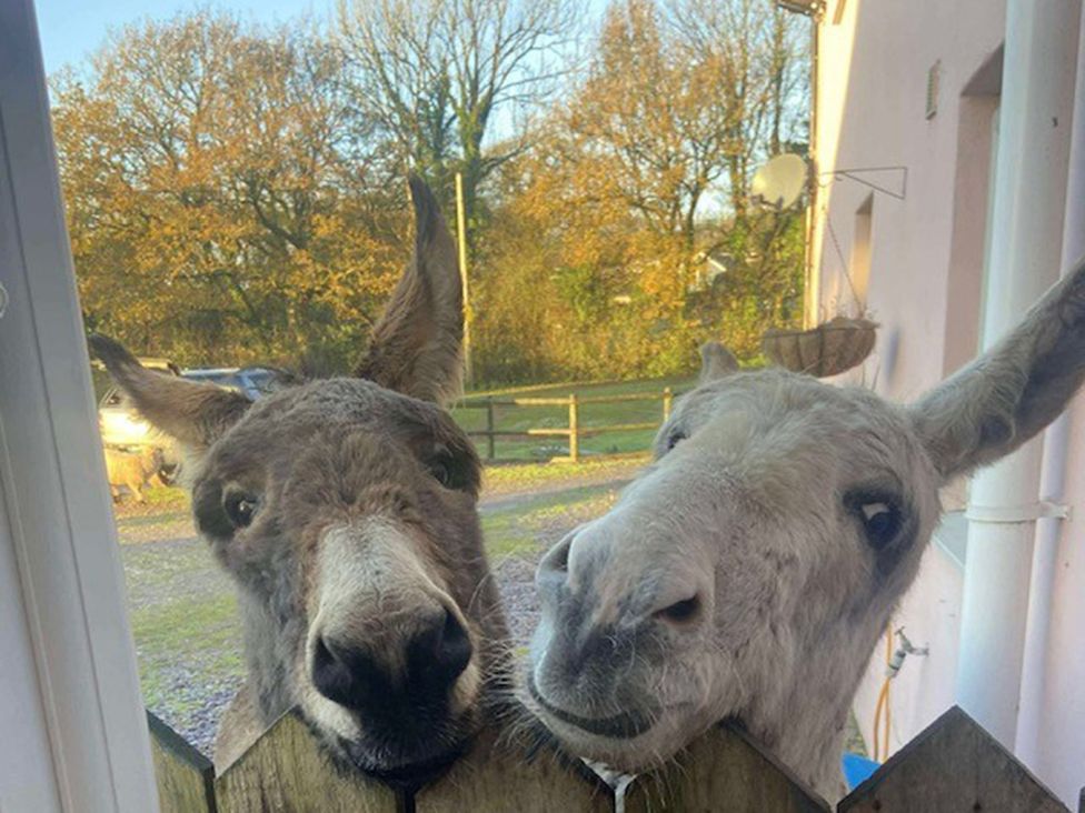 Two donkeys looking through a fence at Yr Hen Beudy Barn Conversion Sleeps 4 Dogs Ok Broadle Farm near Llansteffan