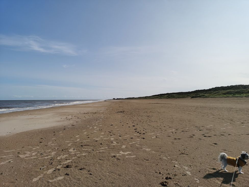 A beach with sand and a dog near the ocean