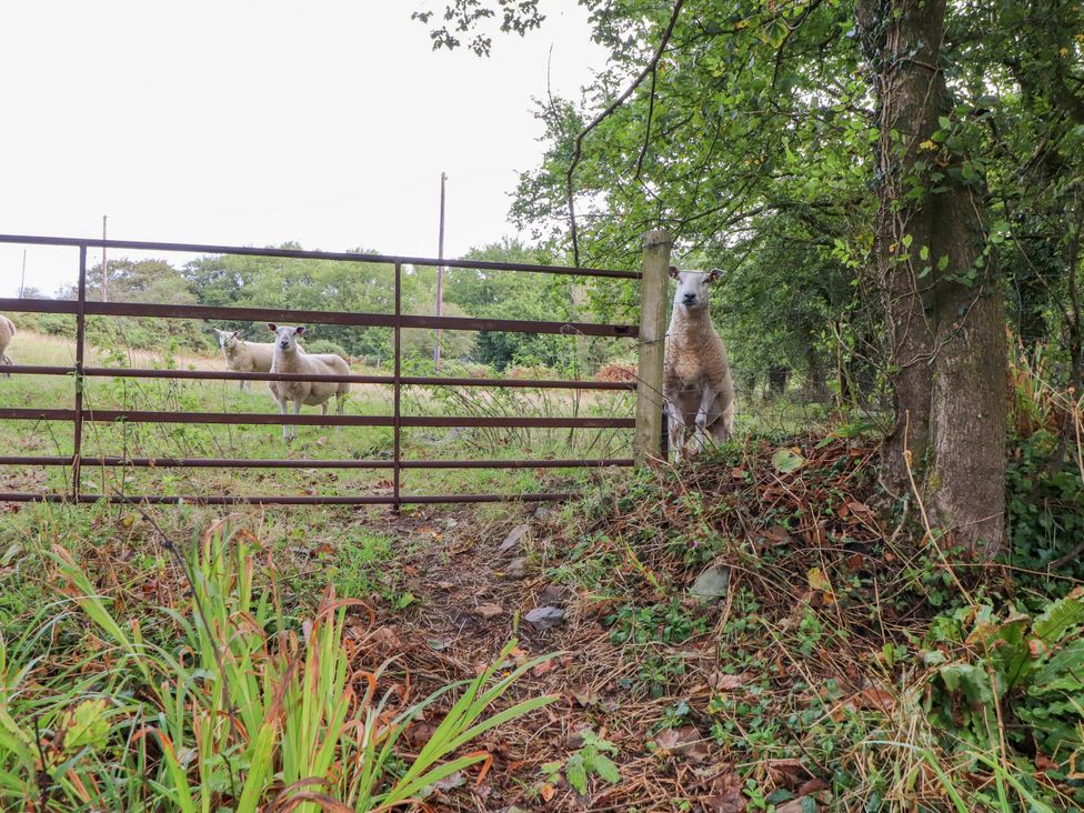 A sheep by a gate in a field at Felin Bach Aberdaron