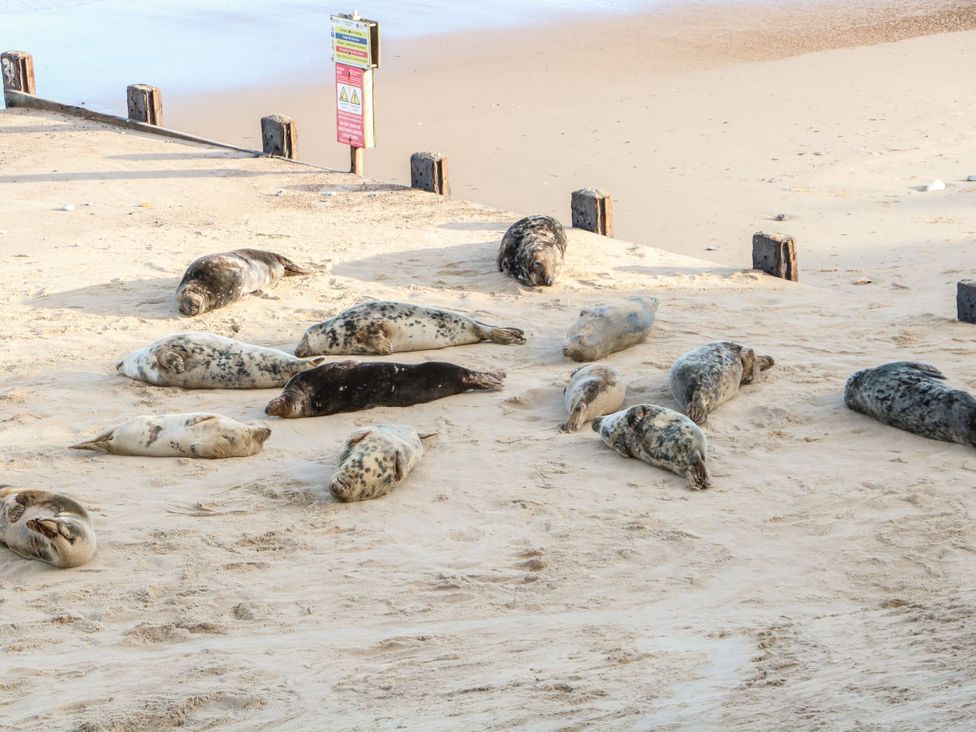 A group of seals resting on sand at Sea Mist in Trimingham