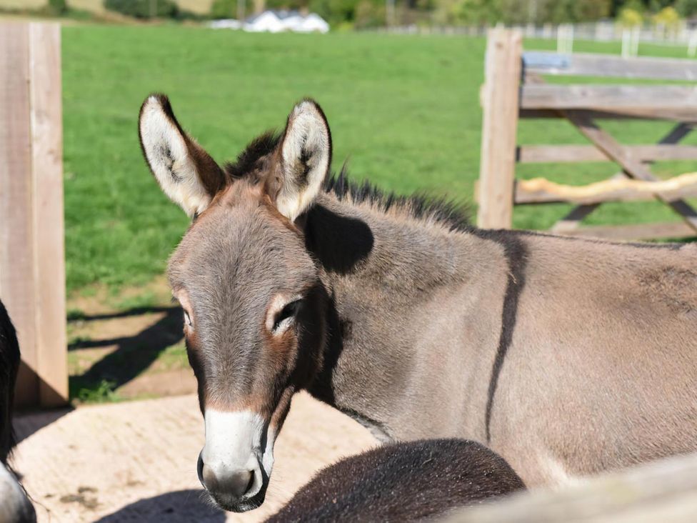 A donkey in a field at Shepherd Hut at Garden Cottage near Woolaston