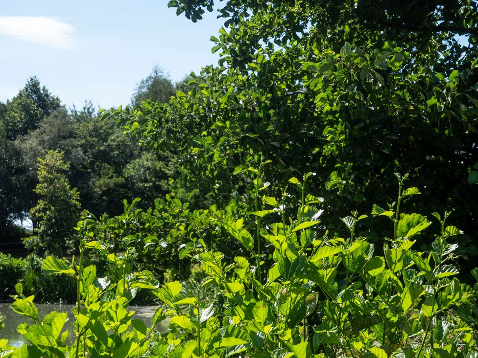 A green landscape with trees and plants near a body of water at Lakewood Plot 7 St. Osyth