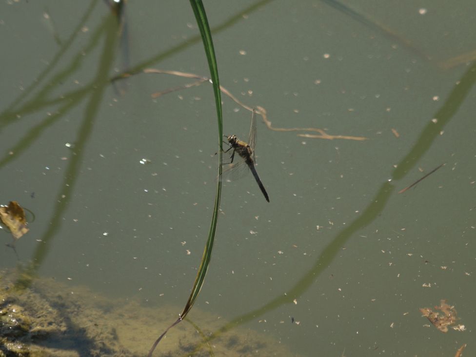 A dragonfly resting on a blade of grass above water at Lakewood Plot 7 St. Osyth