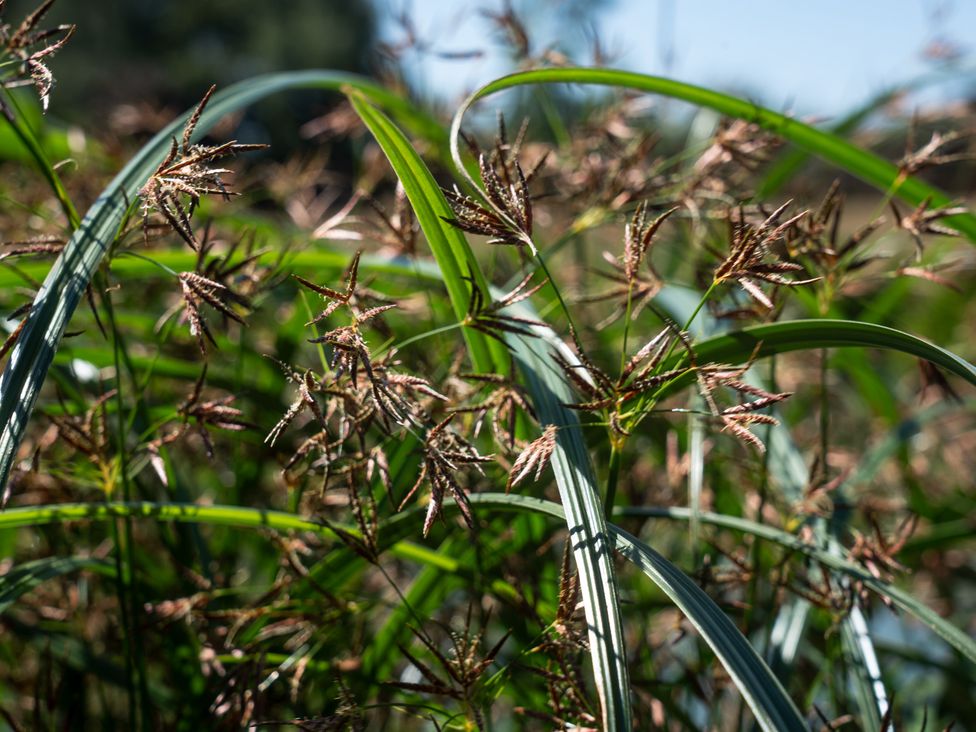 A plant composition featuring grass and seeds at Lakewood Plot 8, St. Osyth