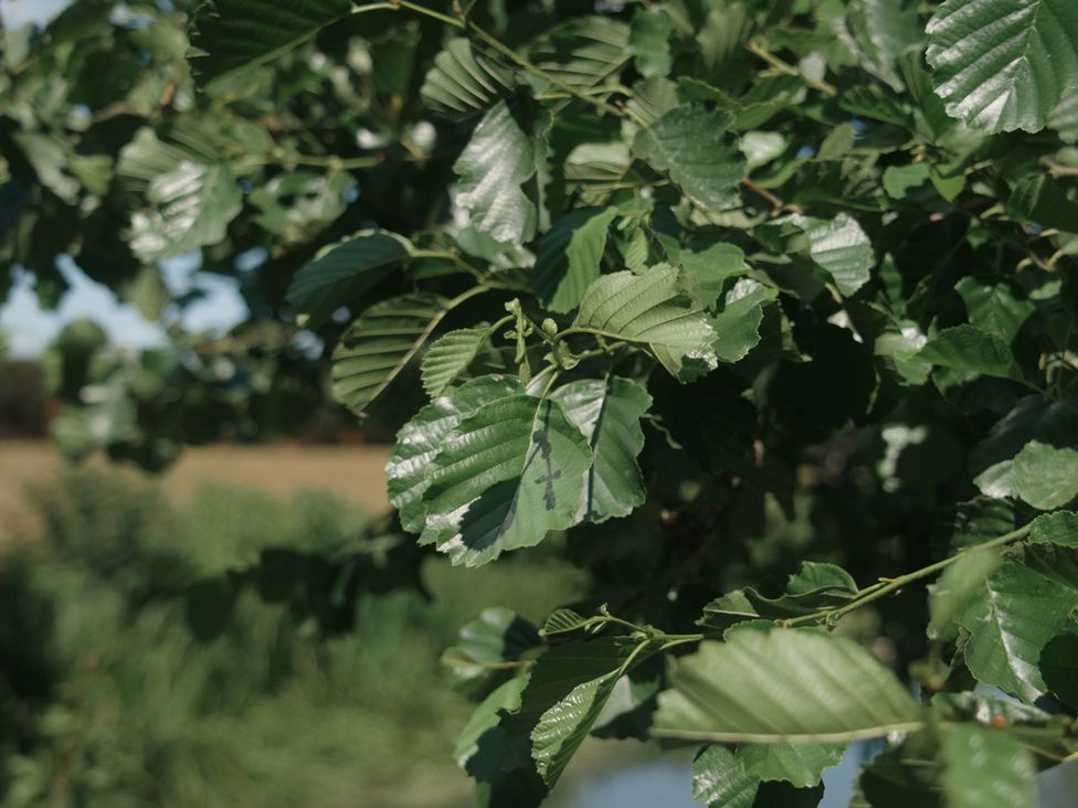 Leaves on a tree with a blurred background at Lakewood Plot 9 St. Osyth