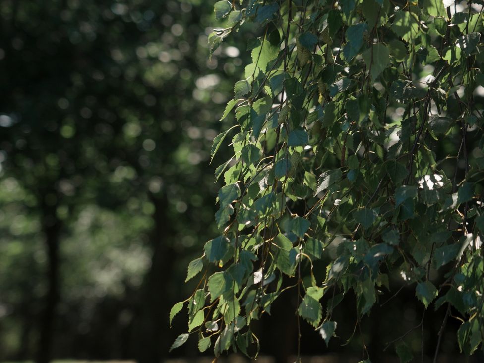 Leaves and branches of a tree outdoors at Lakewood Plot 9 St. Osyth