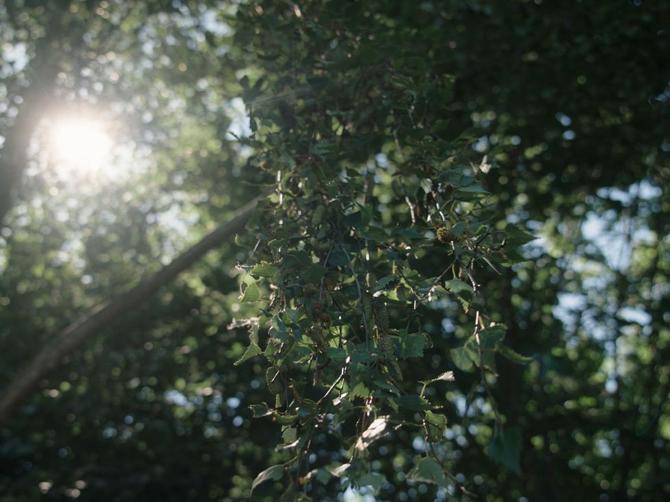 Sunlight shining through leaves in a natural setting at Lakewood Plot 9 St. Osyth