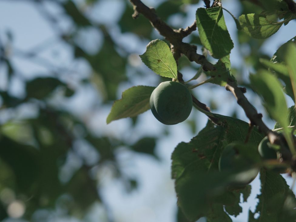 A close-up of a green fruit growing on a tree branch