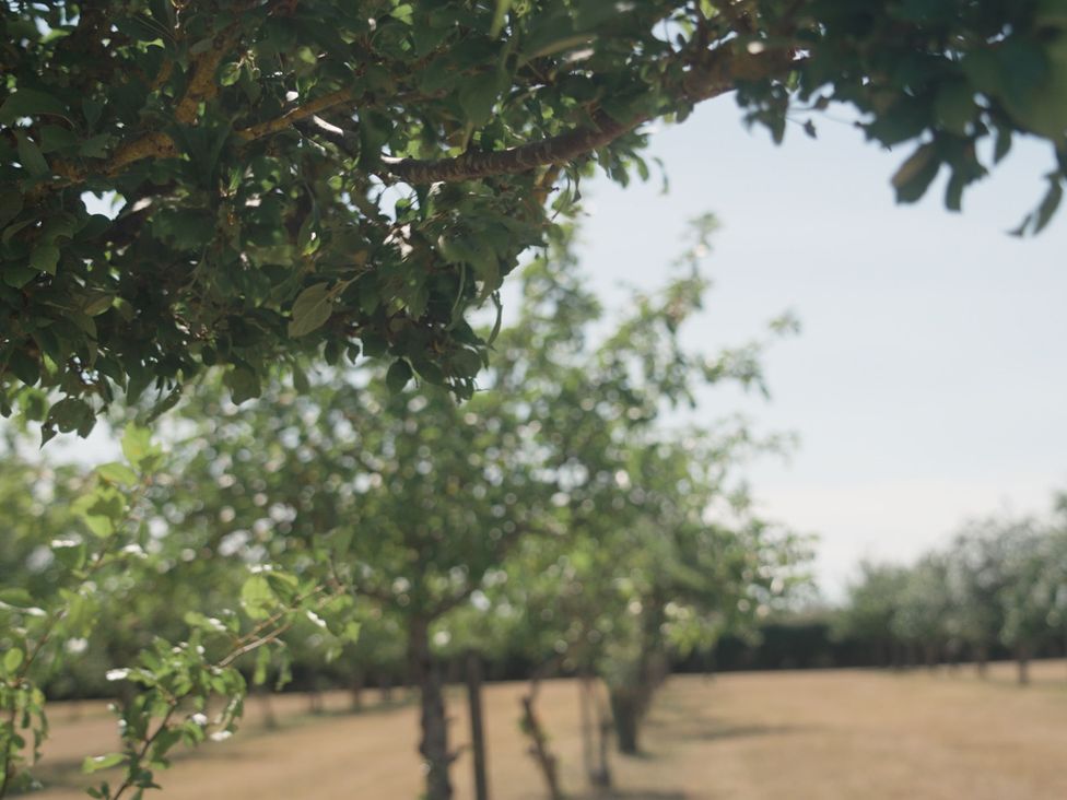An orchard with trees in a field at Lakewood Plot 9 in St. Osyth