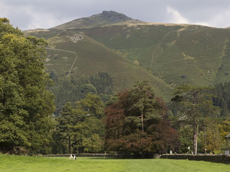A pasture with cows and trees in front of hills at White Gables in Ambleside