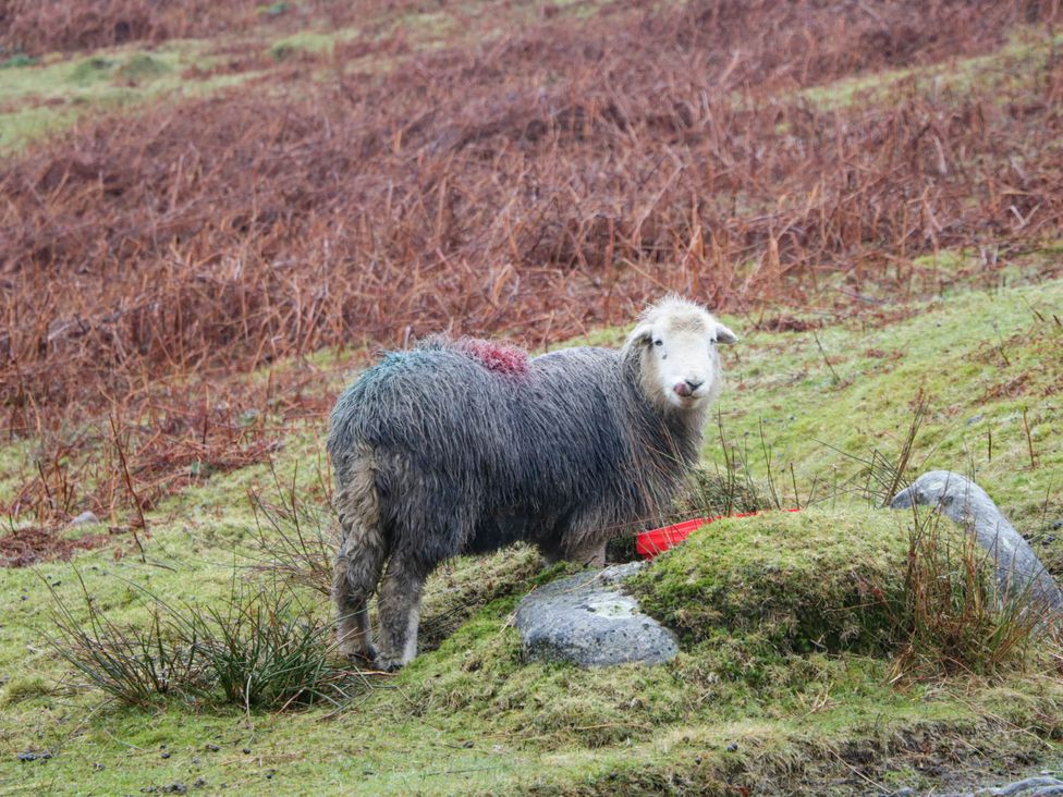 A sheep standing on grass near a stone in a field at White Gables Grasmere