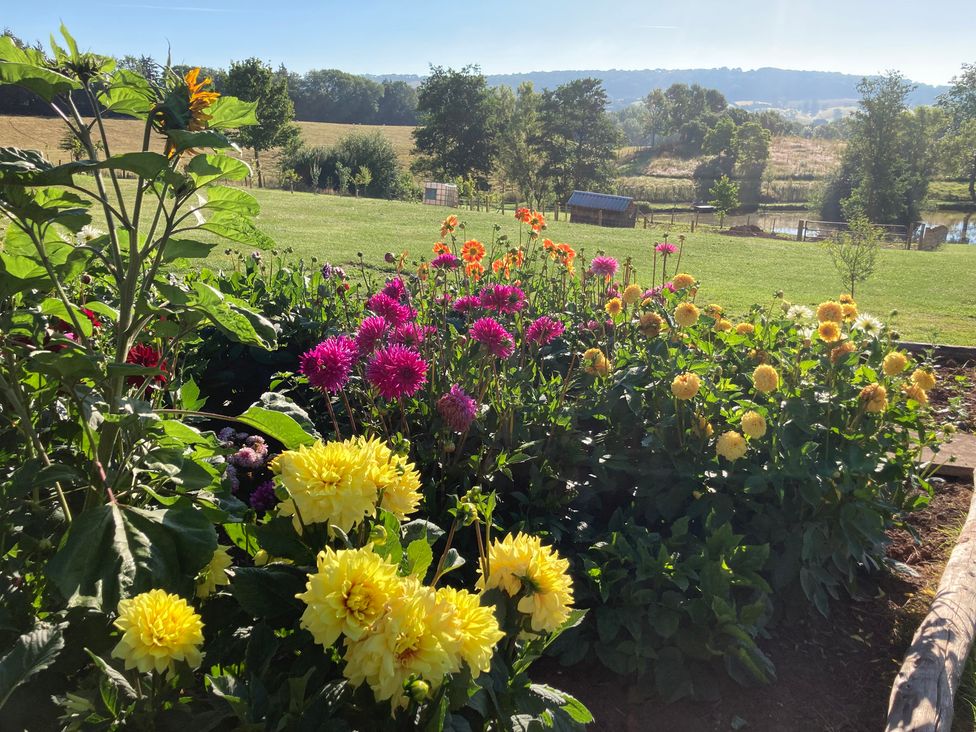 A garden with various flowers and a pond at Chestnut Lodge in Worcester