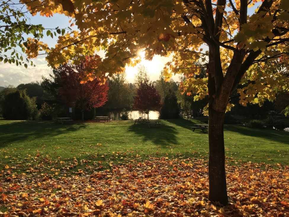 A park with trees and a lake at Kingfisher in Worcester