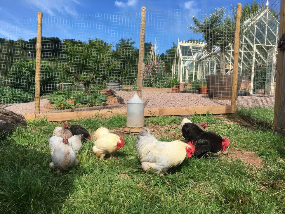 Chickens in a fenced area with a water container at Kingfisher in Worcester