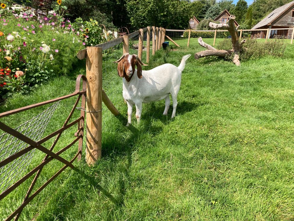 A goat near a fence and flowers at Kingfisher in Worcester
