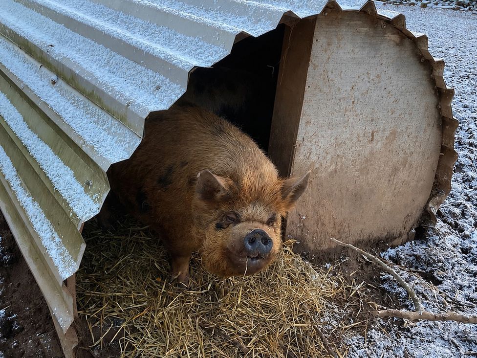 A pig in a shed surrounded by straw at Kingfisher in Worcester