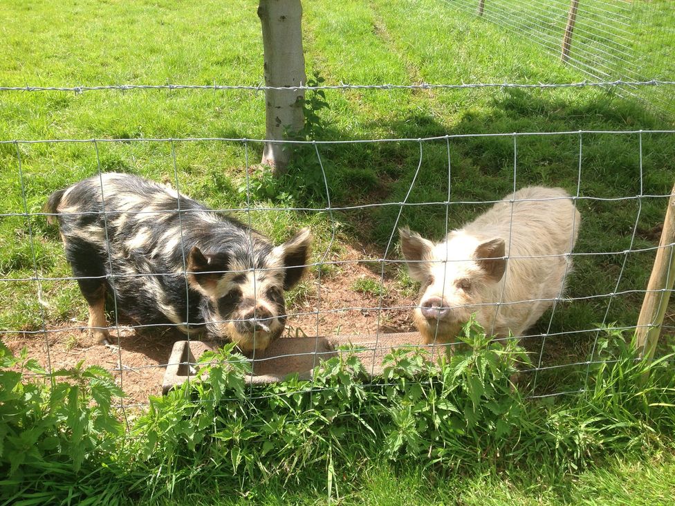 Two pigs behind a fence in a grassy area at Kingfisher in Worcester