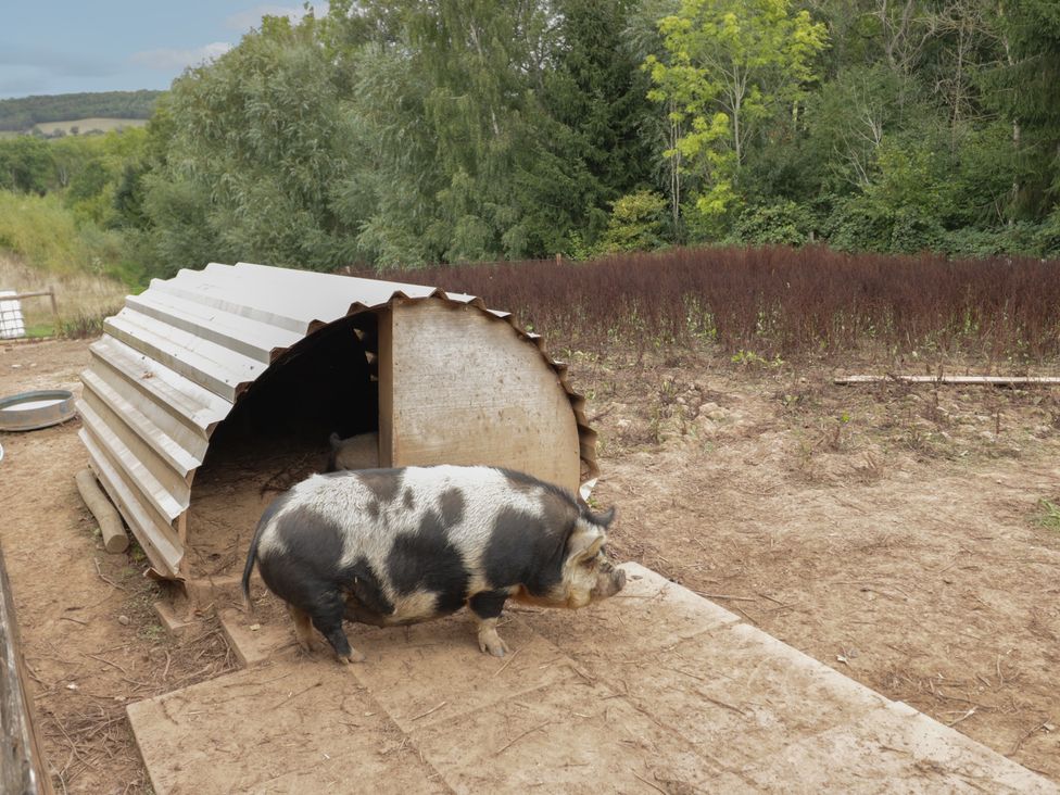 A pig near a shelter in an outdoor area at Kingfisher in Worcester