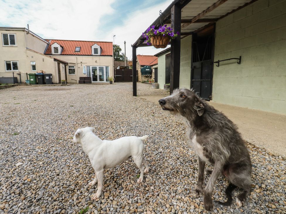 Two dogs standing on gravel outside a house at Millstone Cottage Ripon