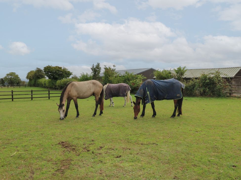 Horses grazing in a field at Millstone Cottage Ripon
