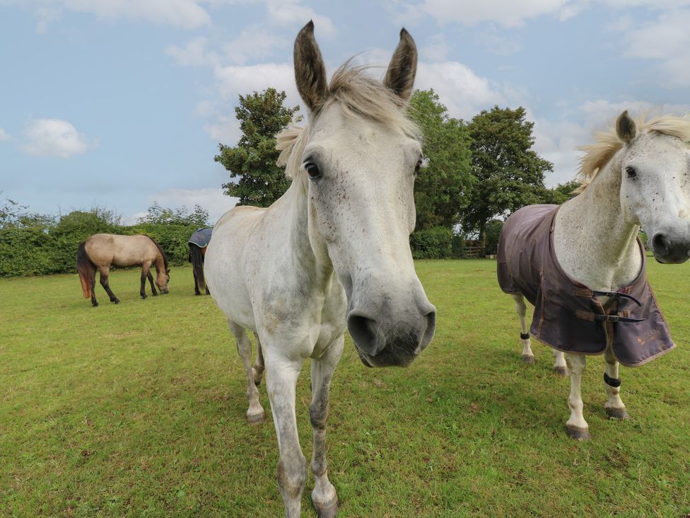 A group of horses in a field at Millstone Cottage in Ripon