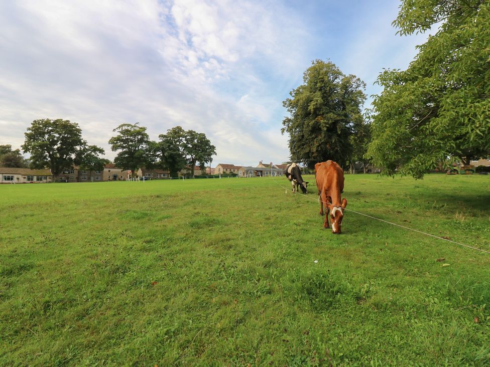 Cows grazing in a field with trees and buildings at Millstone Cottage in Ripon