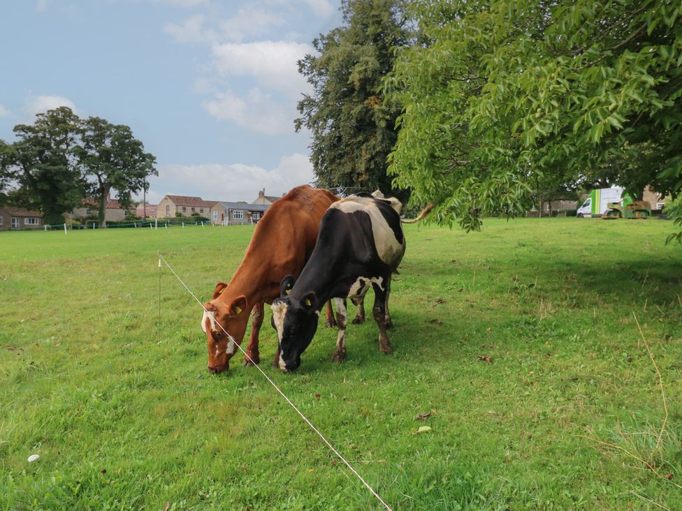 Two cows grazing in a field at Millstone Cottage in Ripon