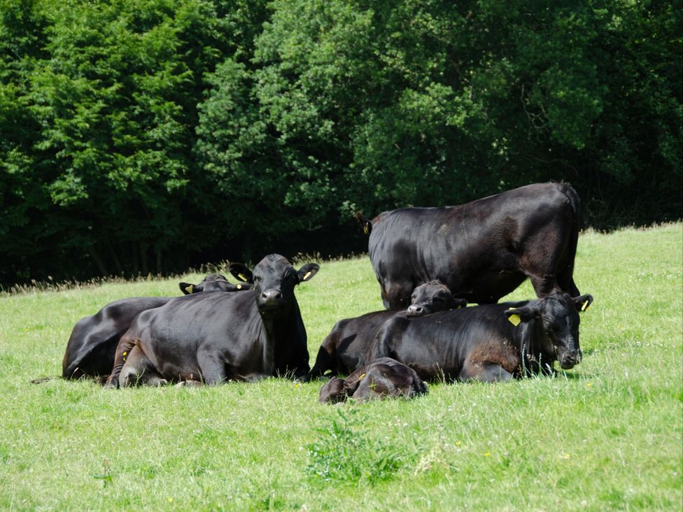 A group of black cows resting on grass at Accessible 4-Bed Barn, Sleeps 8 - Farm Stay, The Games Barn near Mayfield