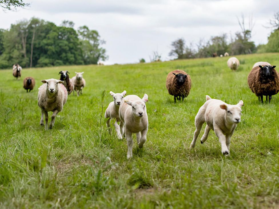 A field with sheep and lambs running at Accessible 4-Bed Barn, Sleeps 8 - Farm Stay, The Games Barn near Mayfield
