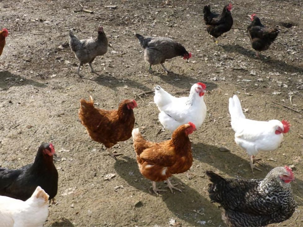 A group of chickens walking on the ground at Accessible 4-Bed Barn, Sleeps 8 - Farm Stay, The Games Barn near Mayfield