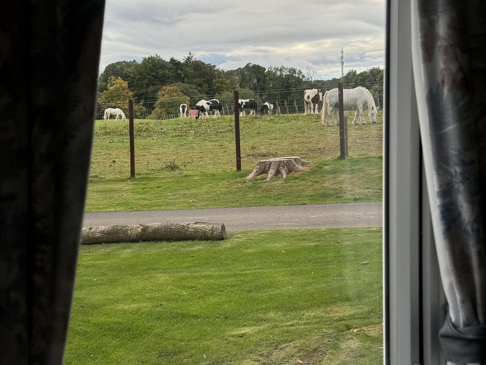 A view of cows and horses in a field from inside a property at West Lawn 47 Haggerston Castle Paddock Views Haggerston