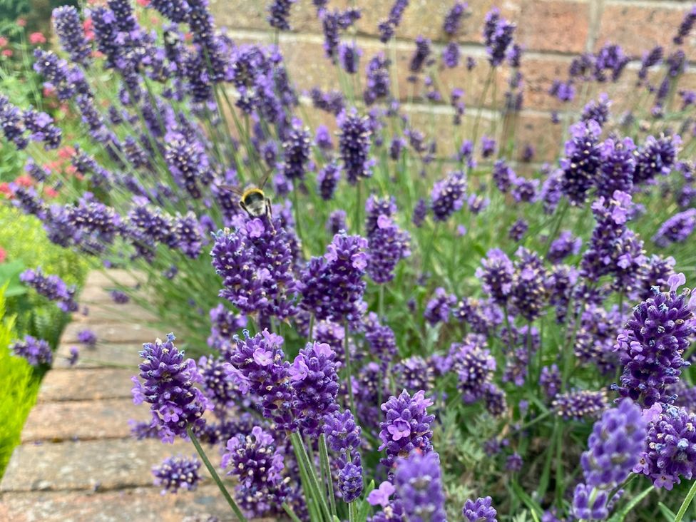 Lavender flowers with a bee on them in a garden at Quiet, Modern Ground Floor Annex Near Theatr Clwyd, Sychdyn
