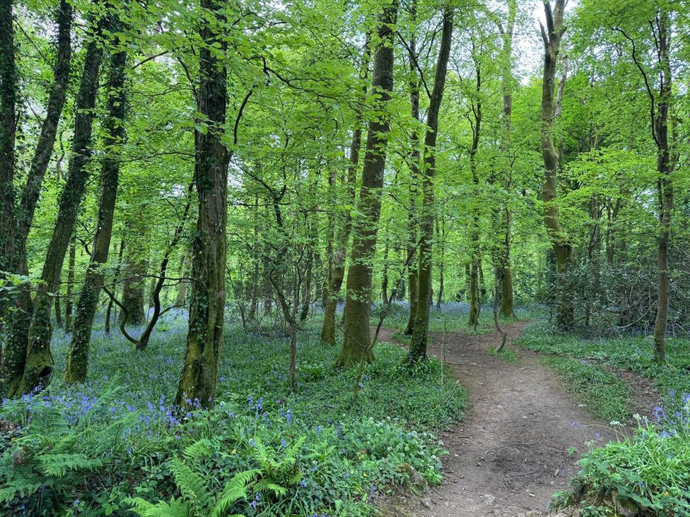 A forest with trees and a dirt path at Quiet, Modern Ground Floor Annex Near Theatr Clwyd, Sychdyn