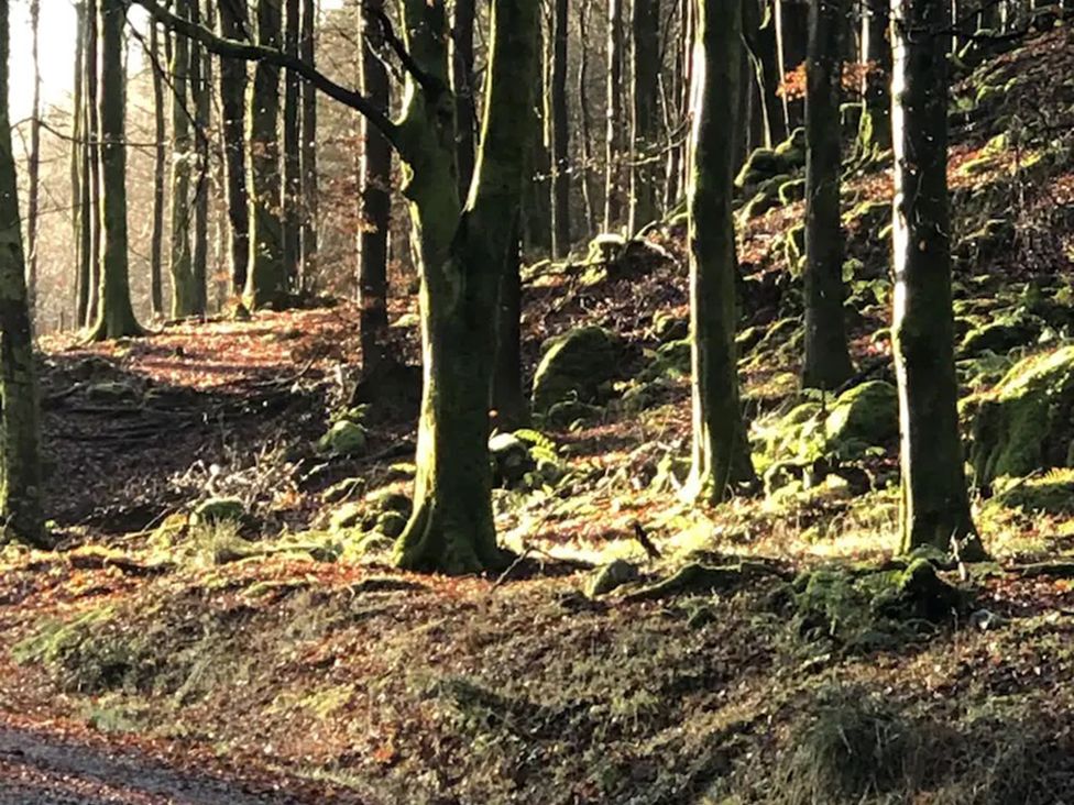 A wooded area with trees and a path at Holly Blue - Cosy wooden lodge, Kippford