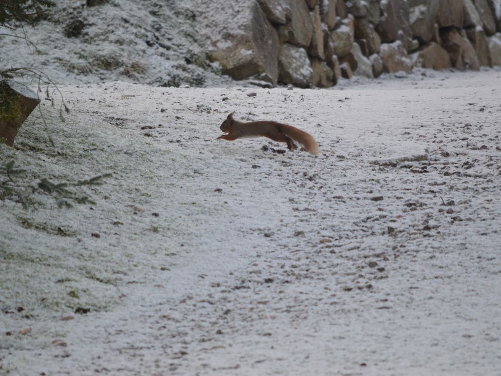 A squirrel running on snow at Holly Blue - Cosy wooden lodge, Kippford