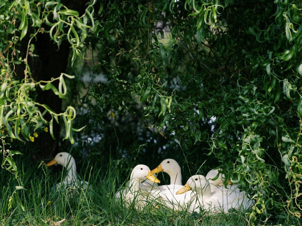 Four ducks resting under a tree in the grass at Shepherd's Hut- Hot Tub- Wellness Spa- Wood Burner Nottingham