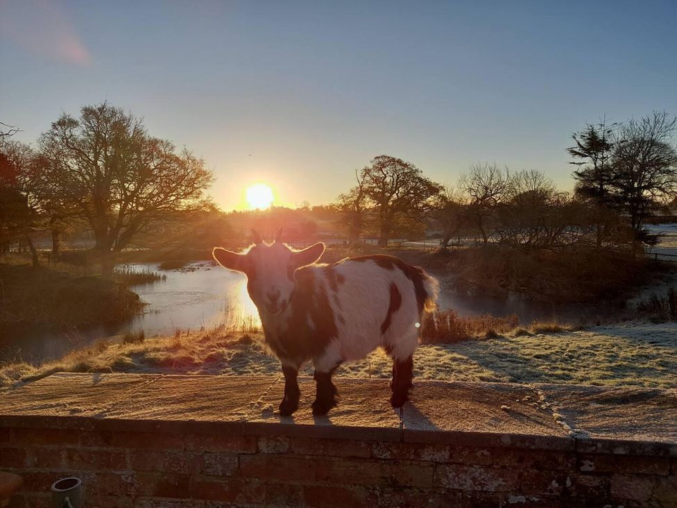 A goat standing near a lake with sun setting behind at Simple Coastal Luxury near Southwold sleeps 10 Near Southwold