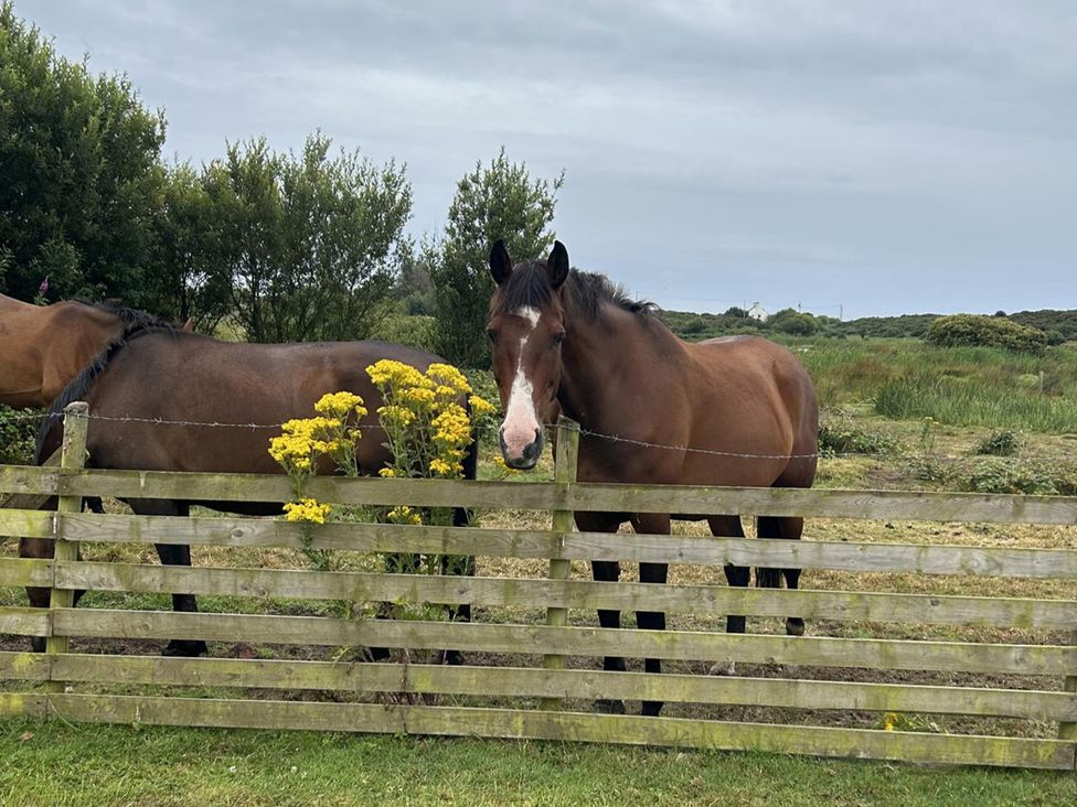 Horses near a wooden fence with yellow flowers and trees outdoors