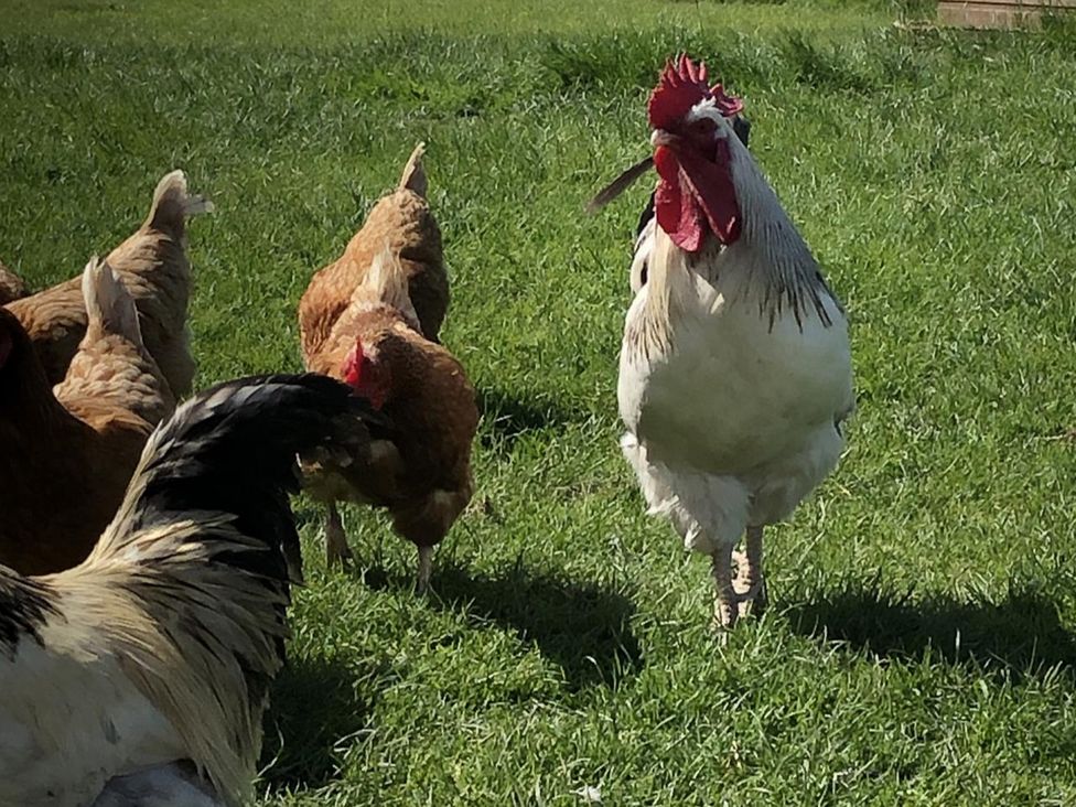 A rooster and several chickens in a grassy area