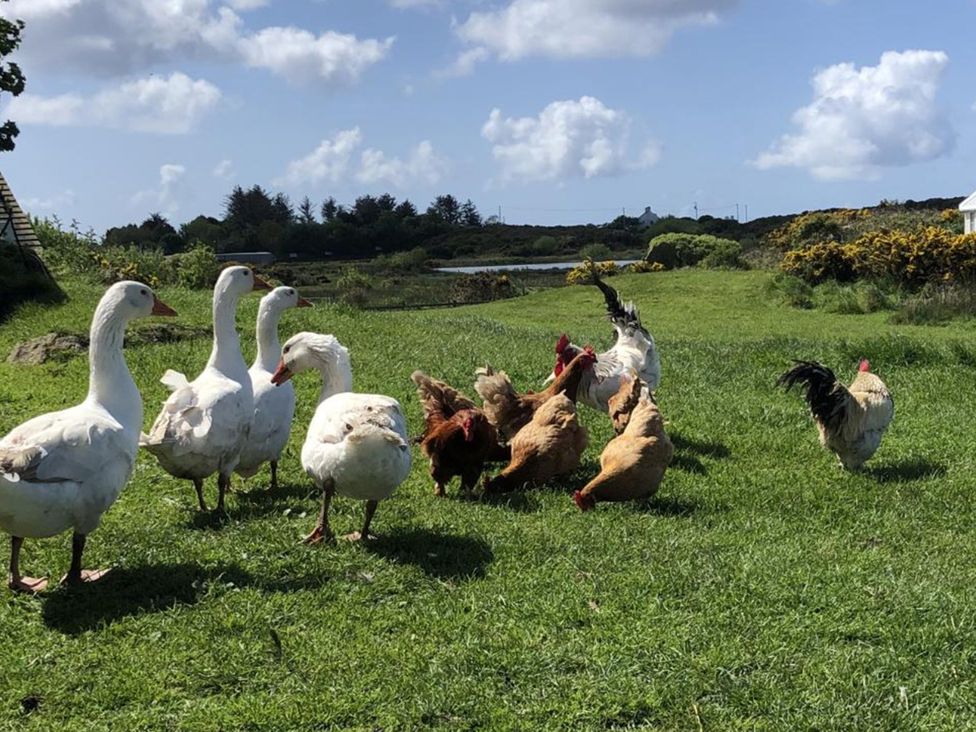 A flock of geese and chickens on grass near water at Chalet Sleeps 4 Near Cymyran Beach Caergeiliog