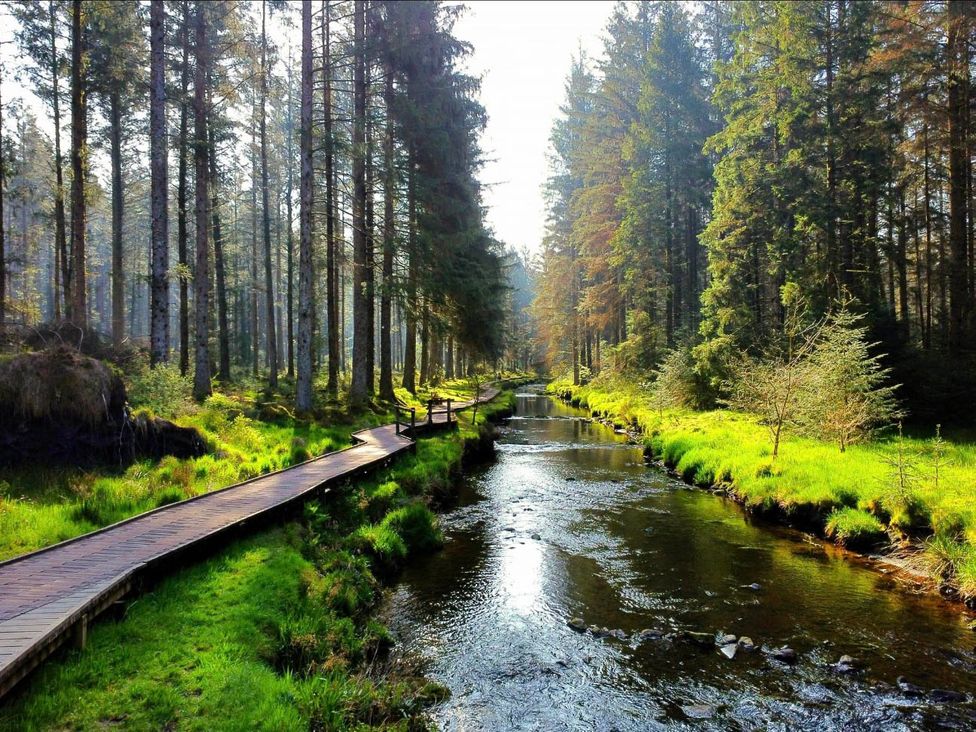 A river beside a wooden path in a forest at Llanidloes - Sleeps 7 - Parking - Pet Friendly, Llanidloes