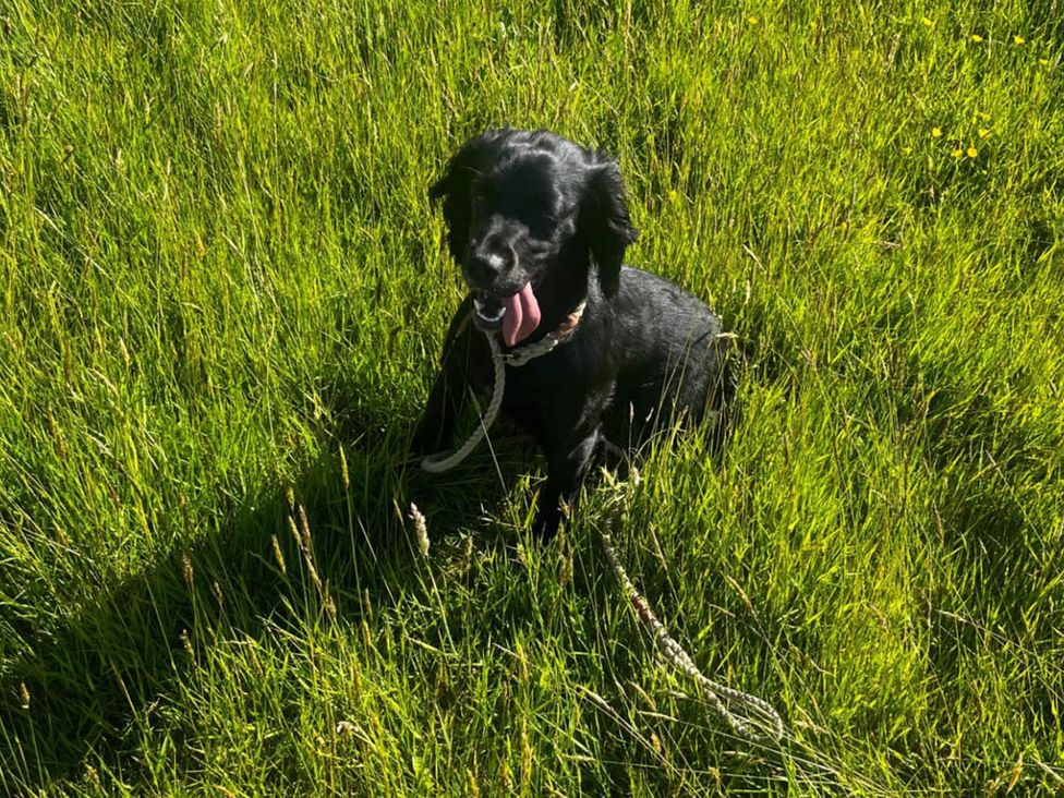A dog sitting on grass in an outdoor setting