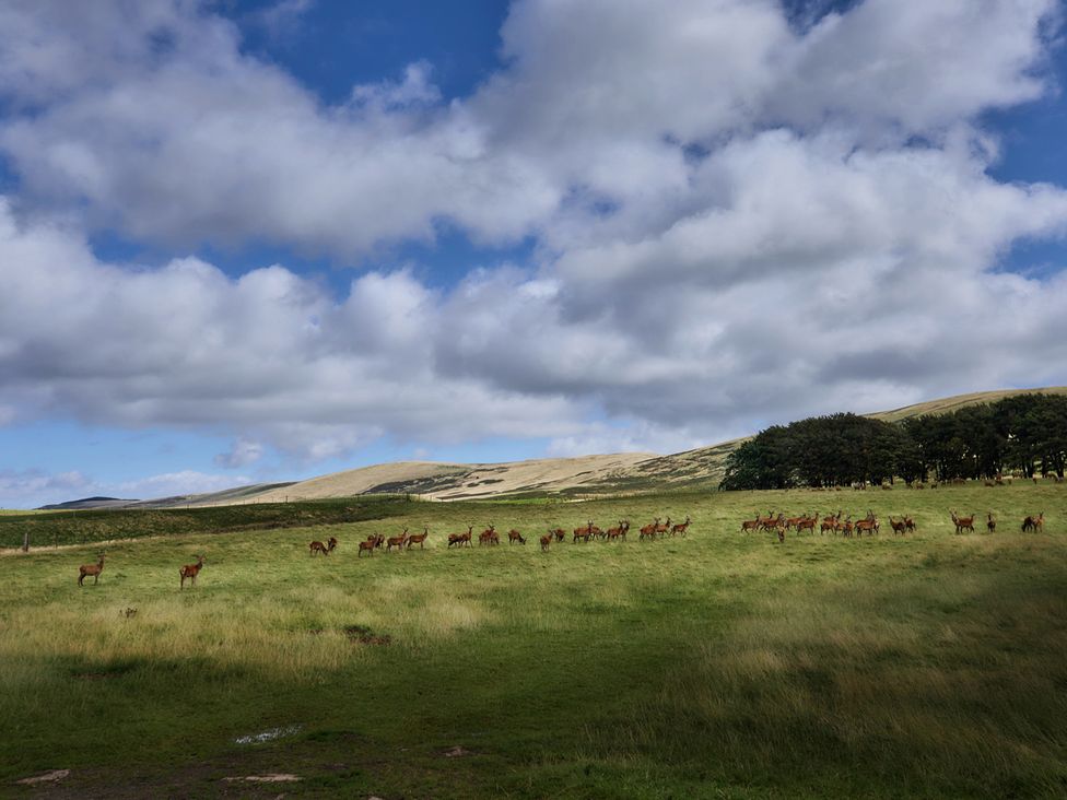 A landscape with deer grazing in a meadow near Edinburgh